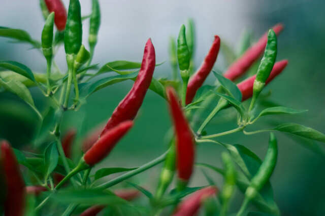 Chili-Peppers-are-a-vitamin-C-rich-food