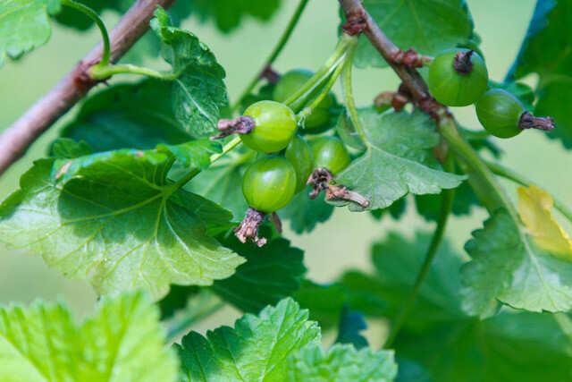 Gooseberries-are-a-vitamin-C-rich-food