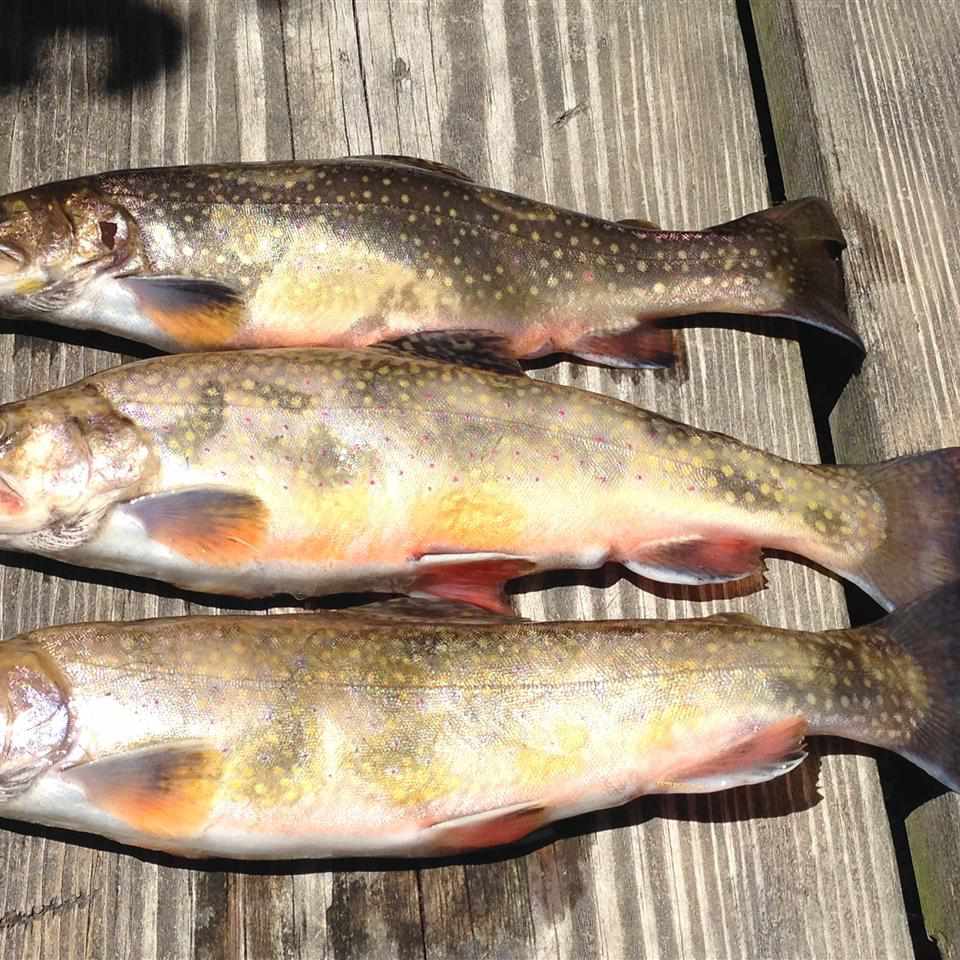 Campfire Trout Recipe